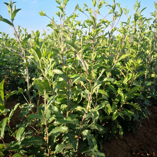 合肥蒼術種植戶
